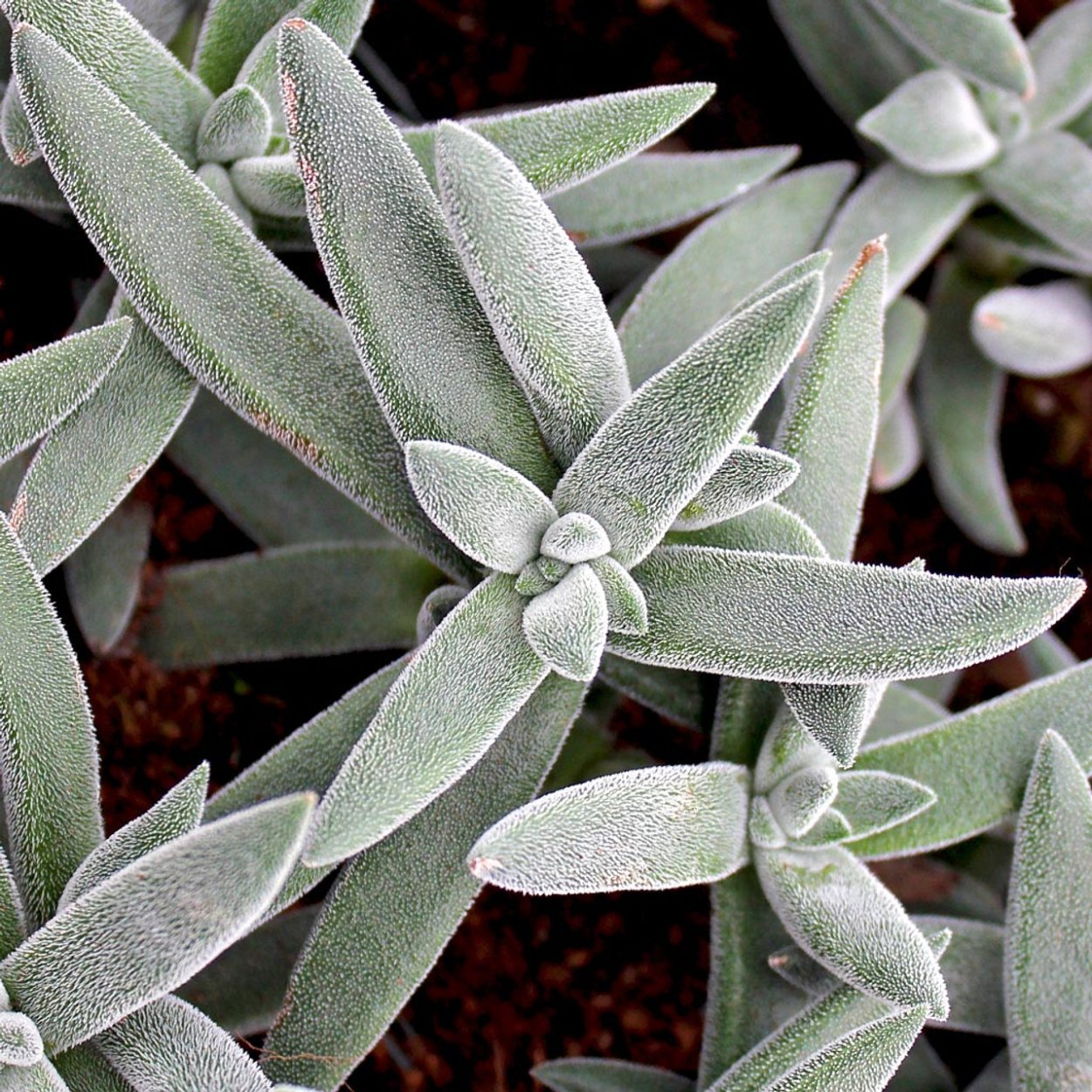 Crassula spathulata толстянка