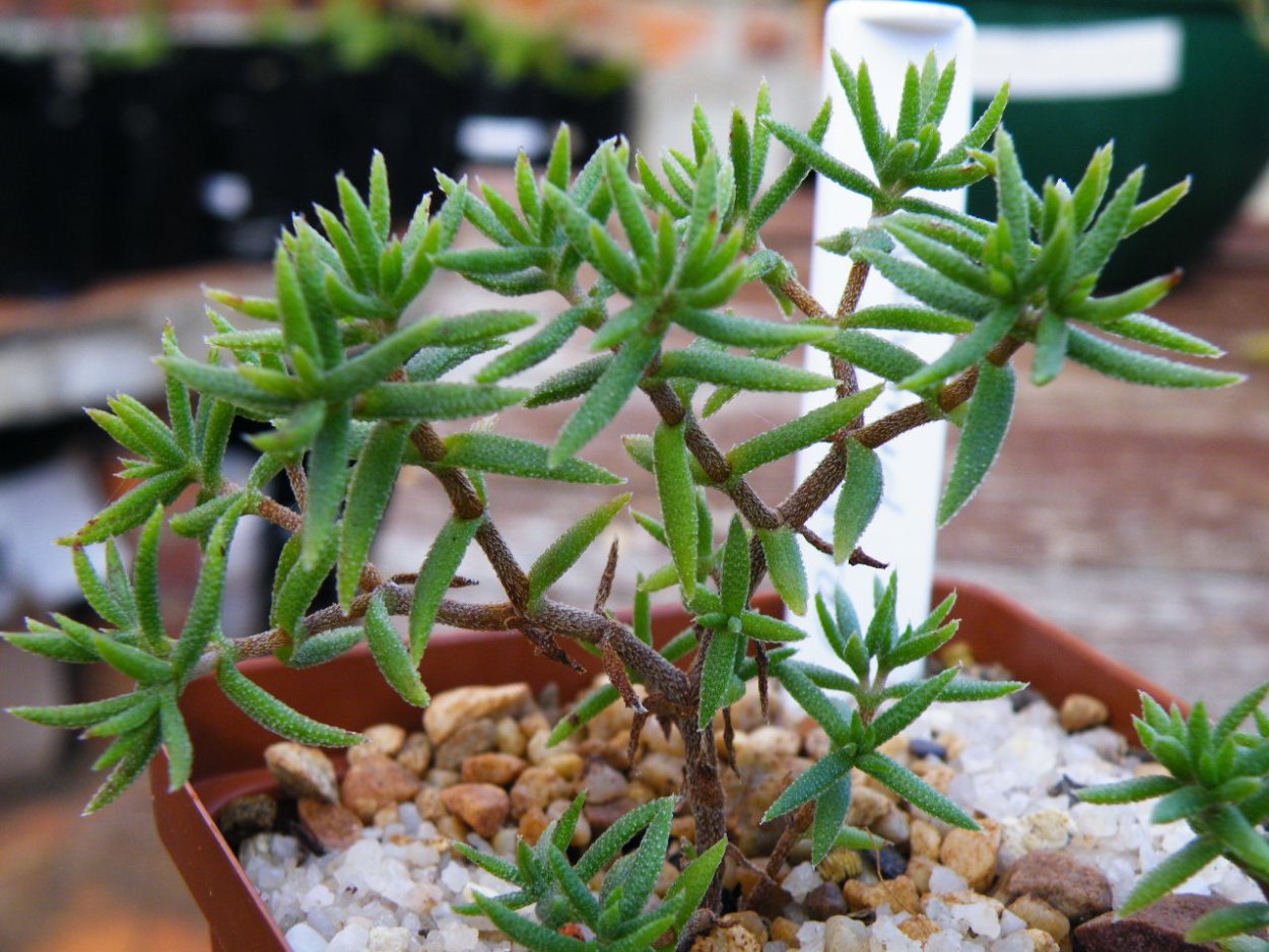 Крассула pubescens