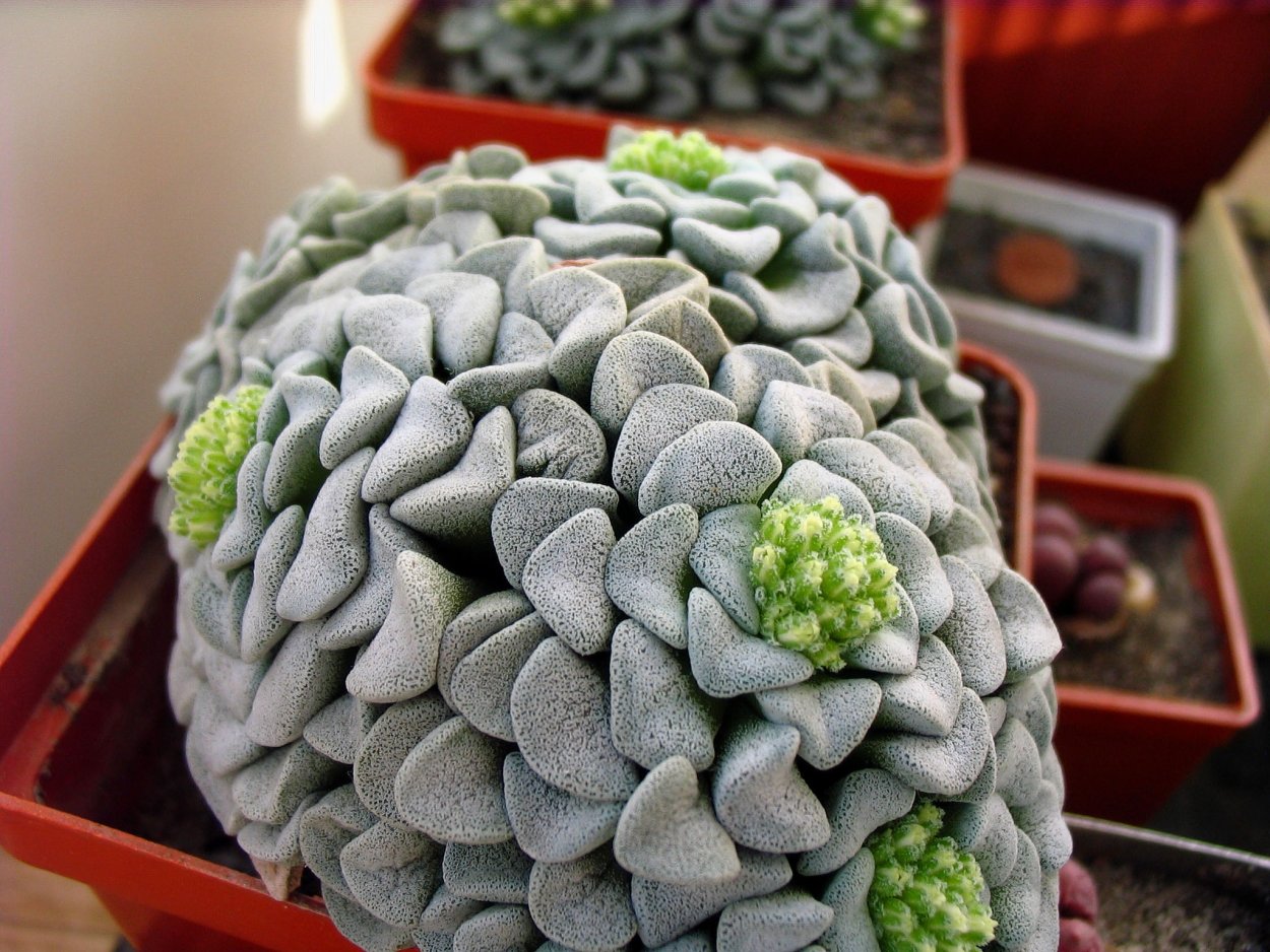Crassula mesembryanthemopsis
