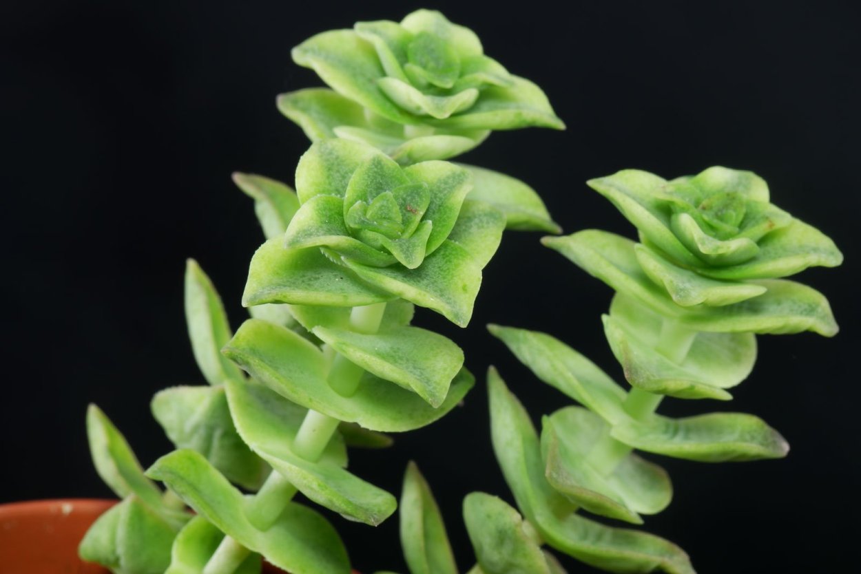 Крассула (толстянка) мезембриантемовидная