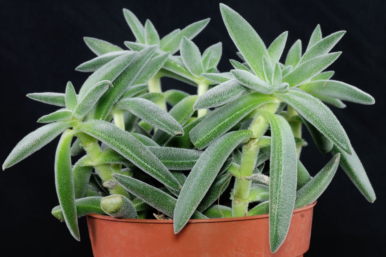 Крассула mesembryanthemopsis