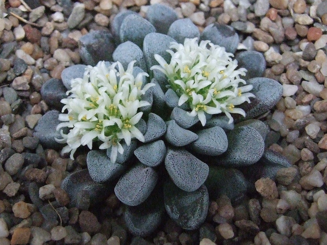 Крассула пеллюцида Вариегата