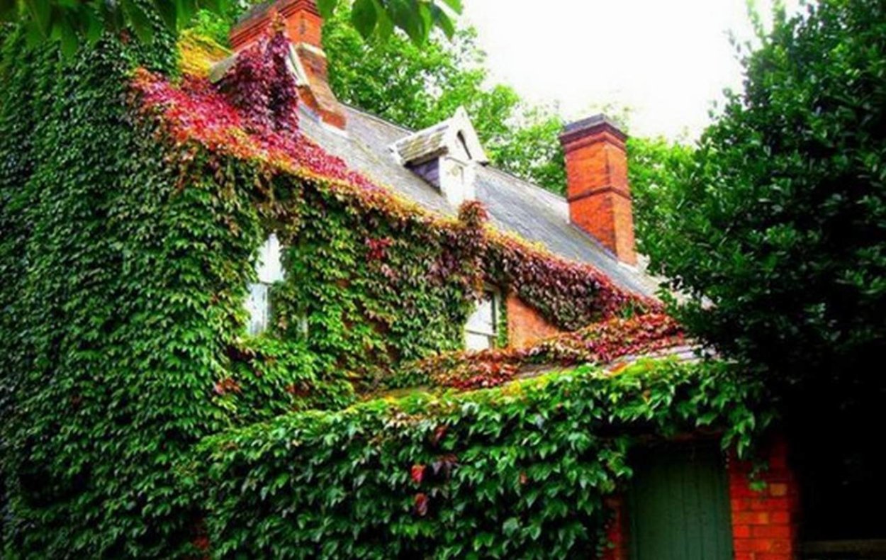 Плющ девичий виноград