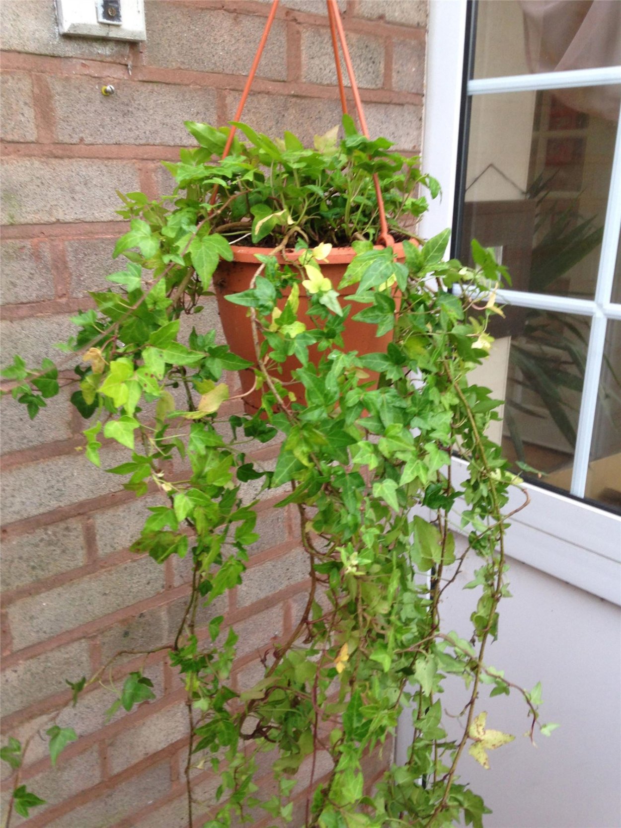 Плющ иволистный