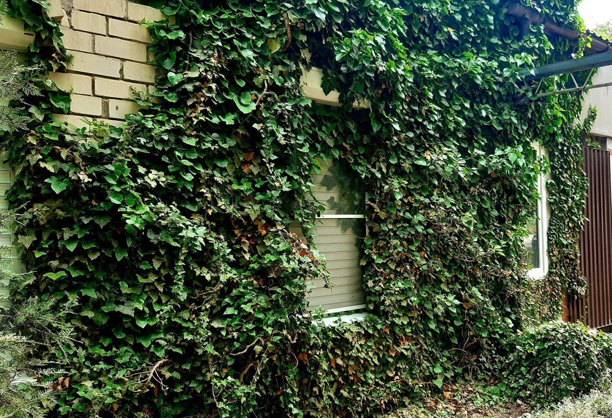 Плющ вечнозеленый (Hedera).