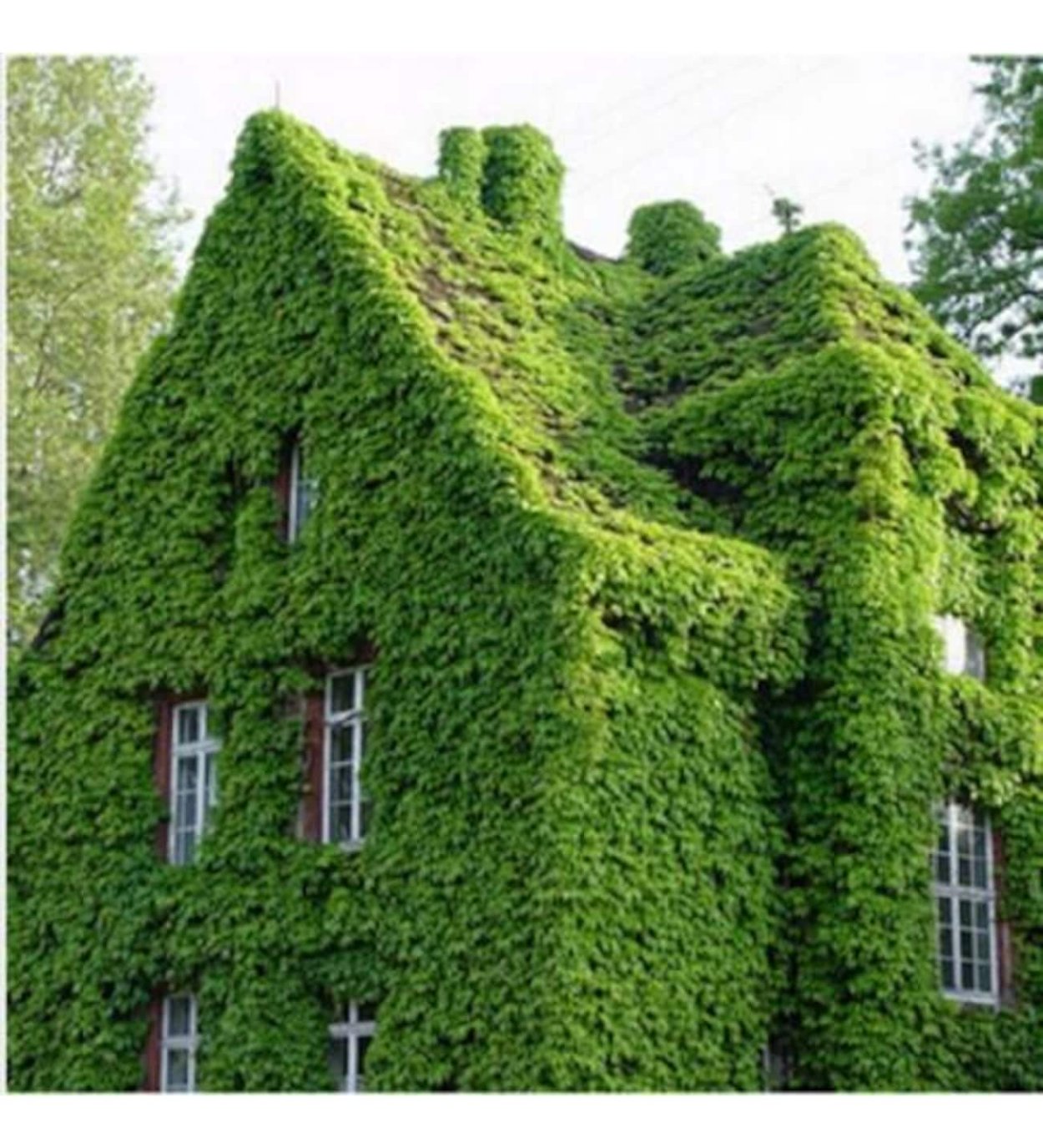 Замок увитый виноградом Вичи