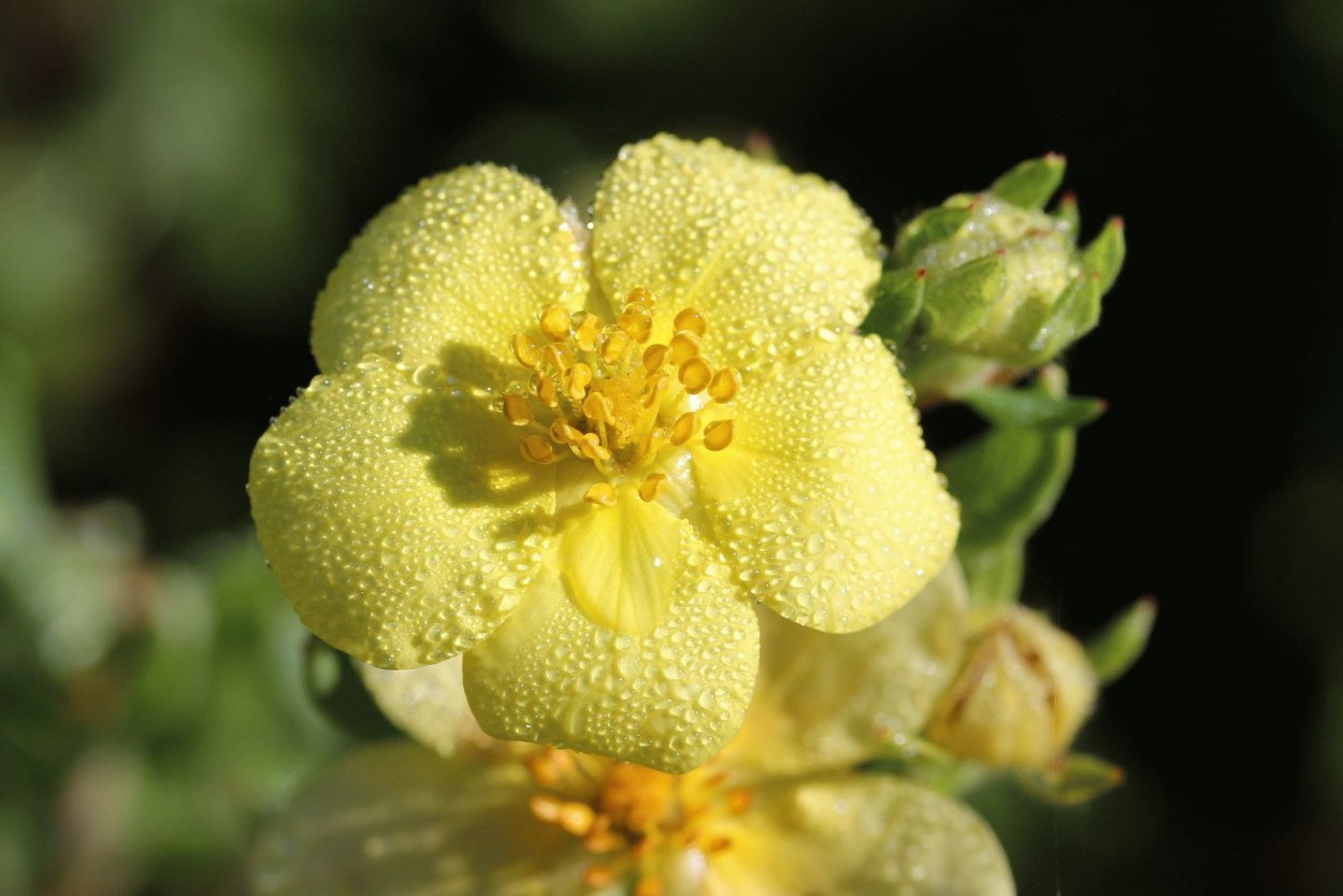 Лапчатка семейство Розоцветные. Курильский чай. Лапчатка плод. Dasiphora parvifolia.