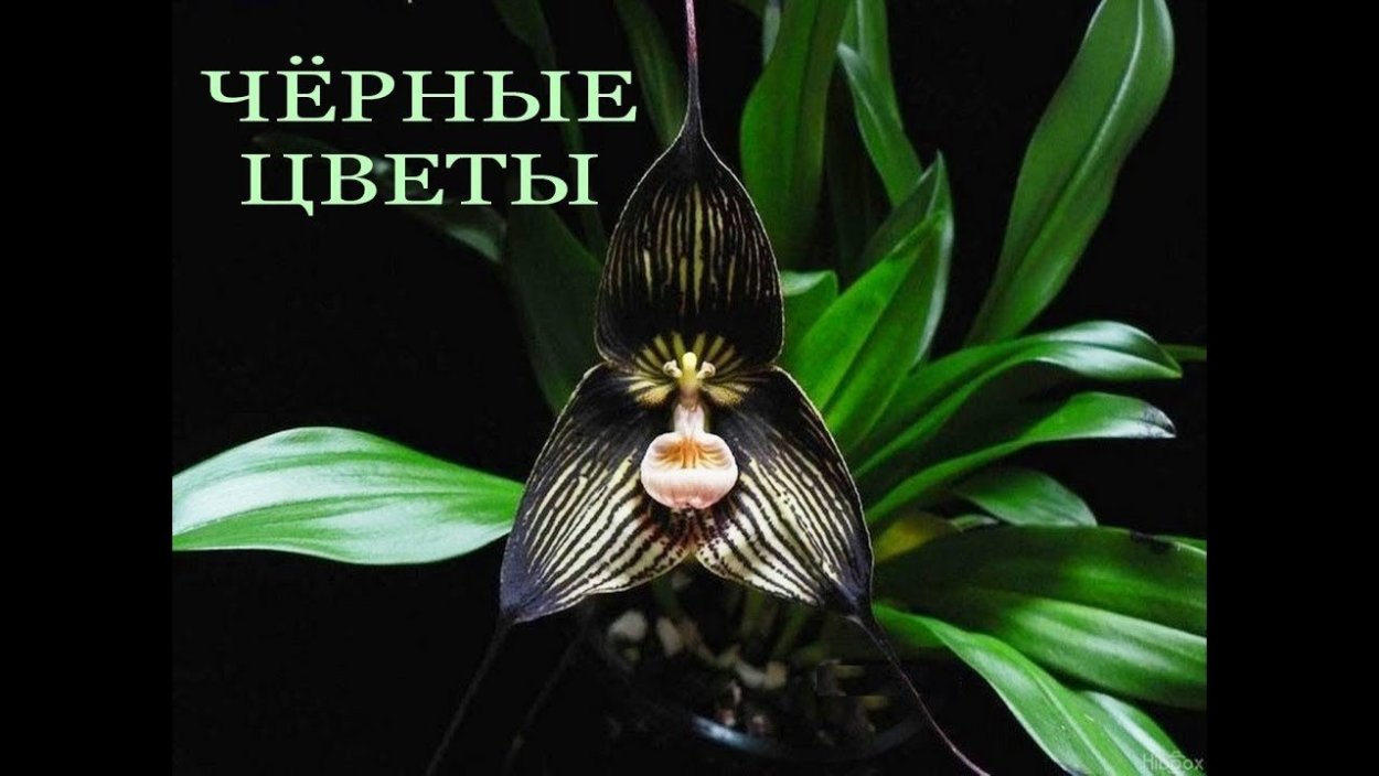 Орхидея Дракула вампира
