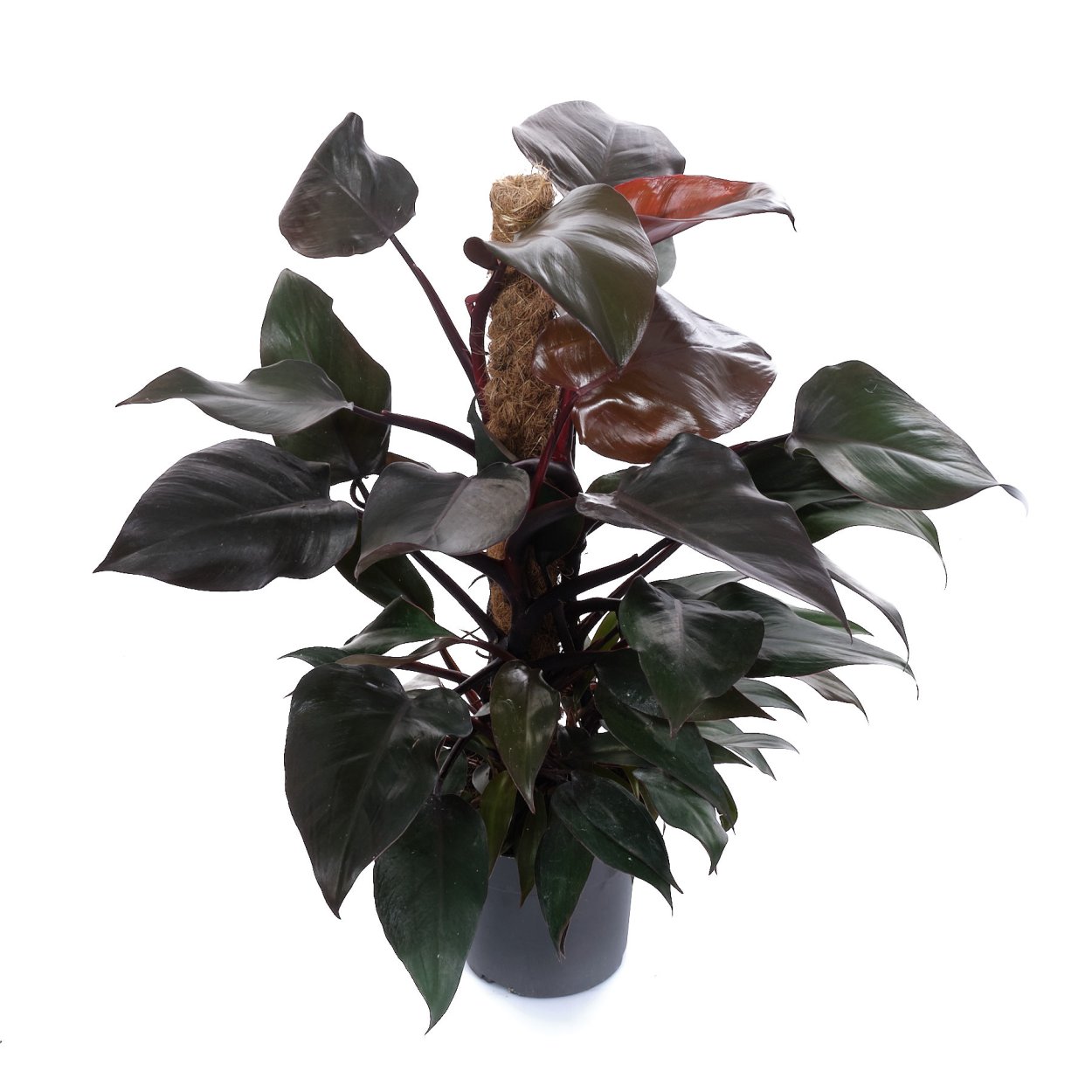 Филодендрон Пинк принцесс