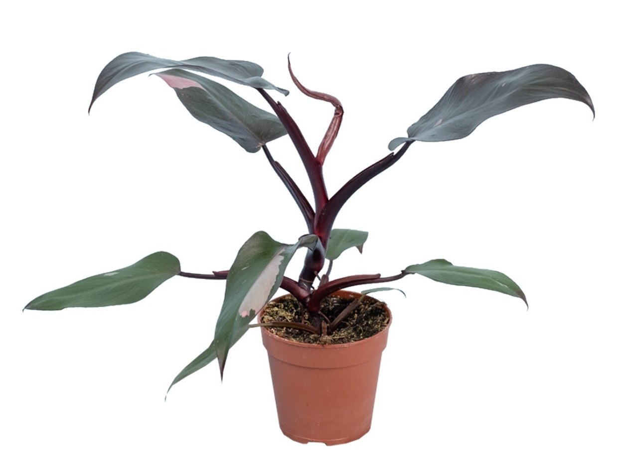 Филодендрон Бургундия