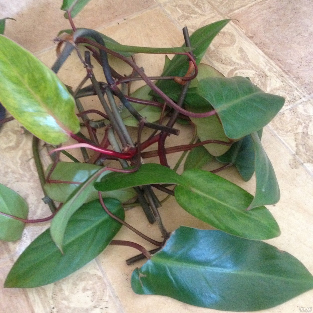 Филодендрон Royal Queen