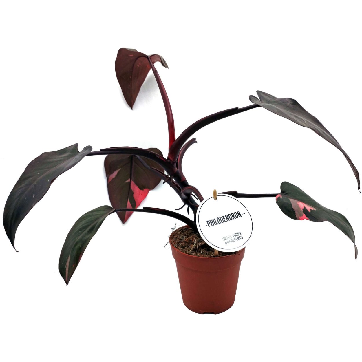 Филодендрон бургунди принцесс