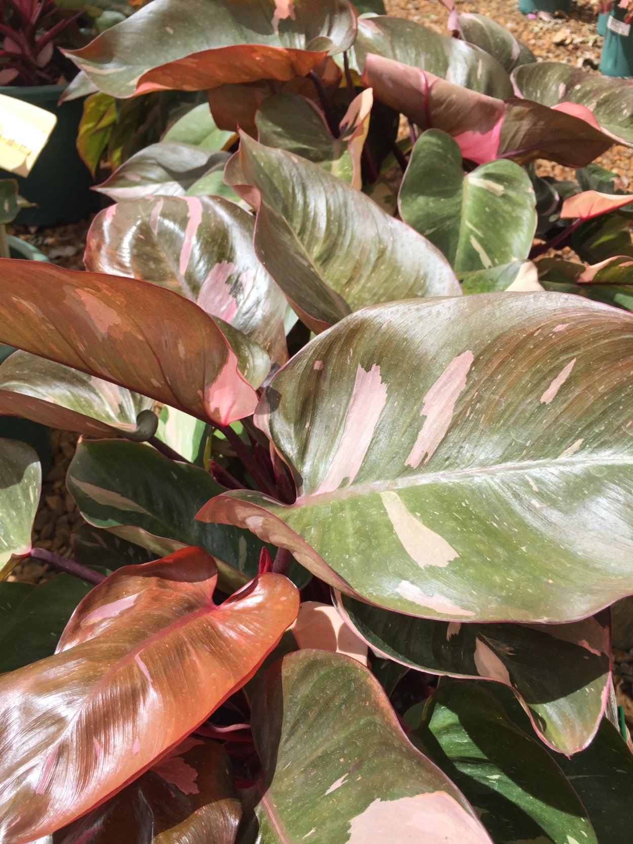 Филодендрон Блэк Кардинал