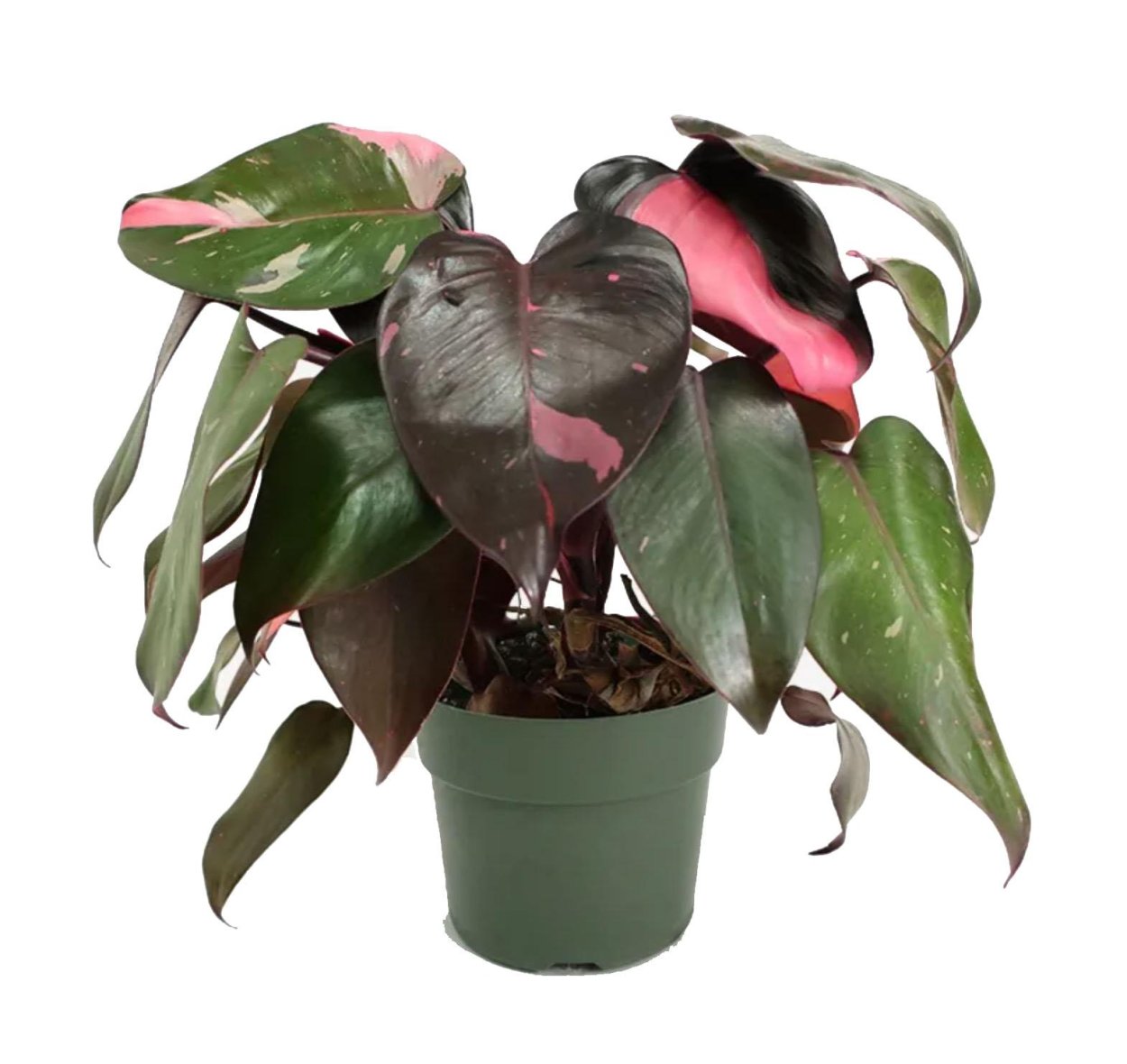 Филодендрон бургунди принцесс