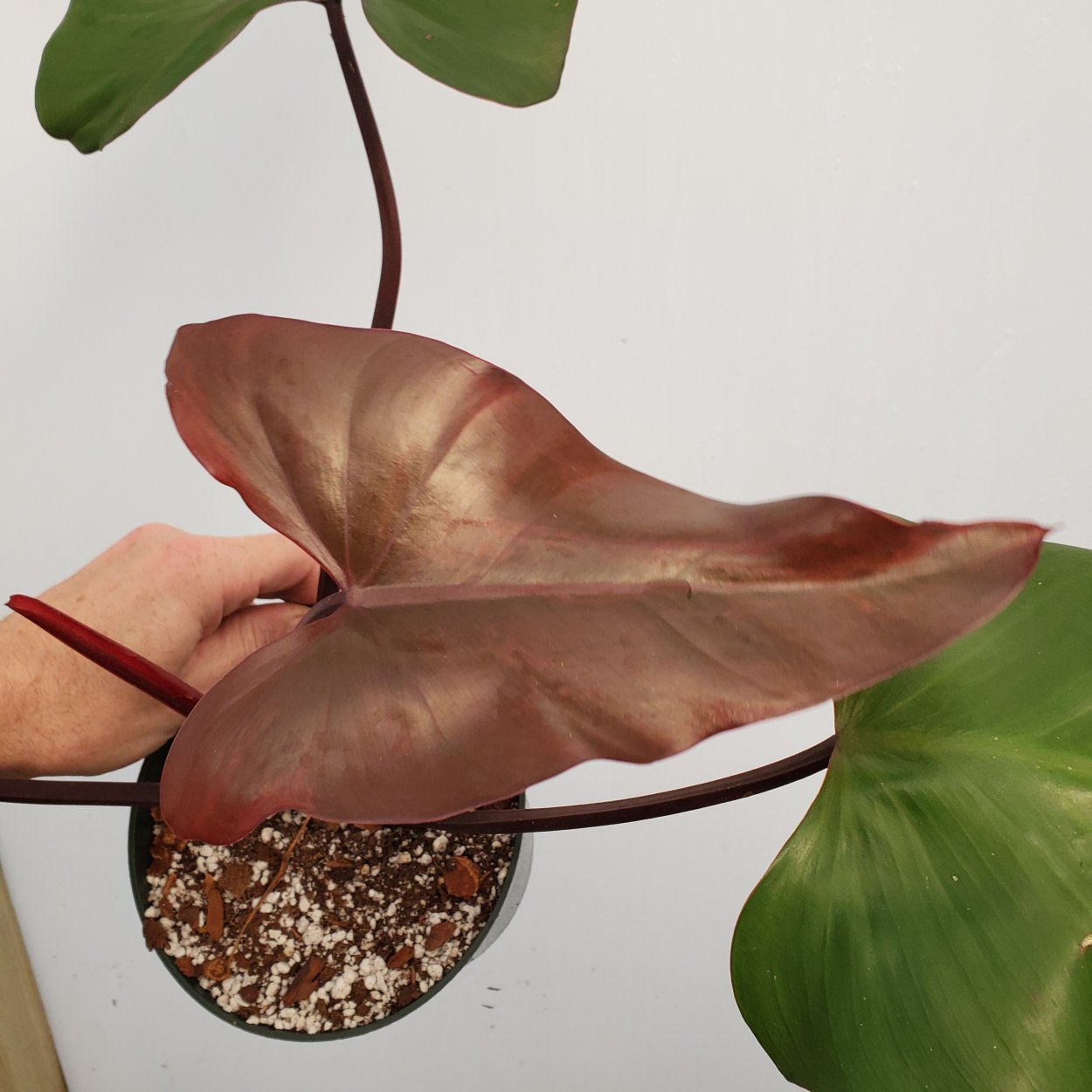 Филодендрон Старфайер