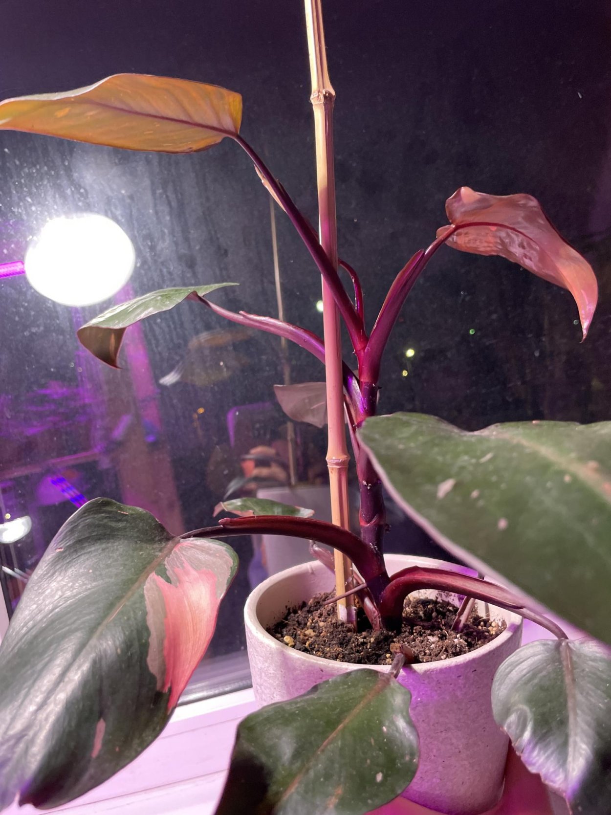 Филодендрон принцесса