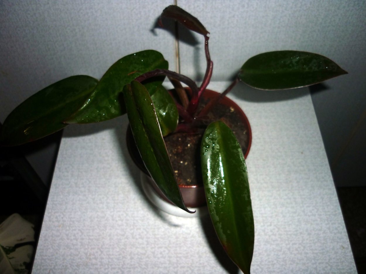 Филодендрон Конго ред