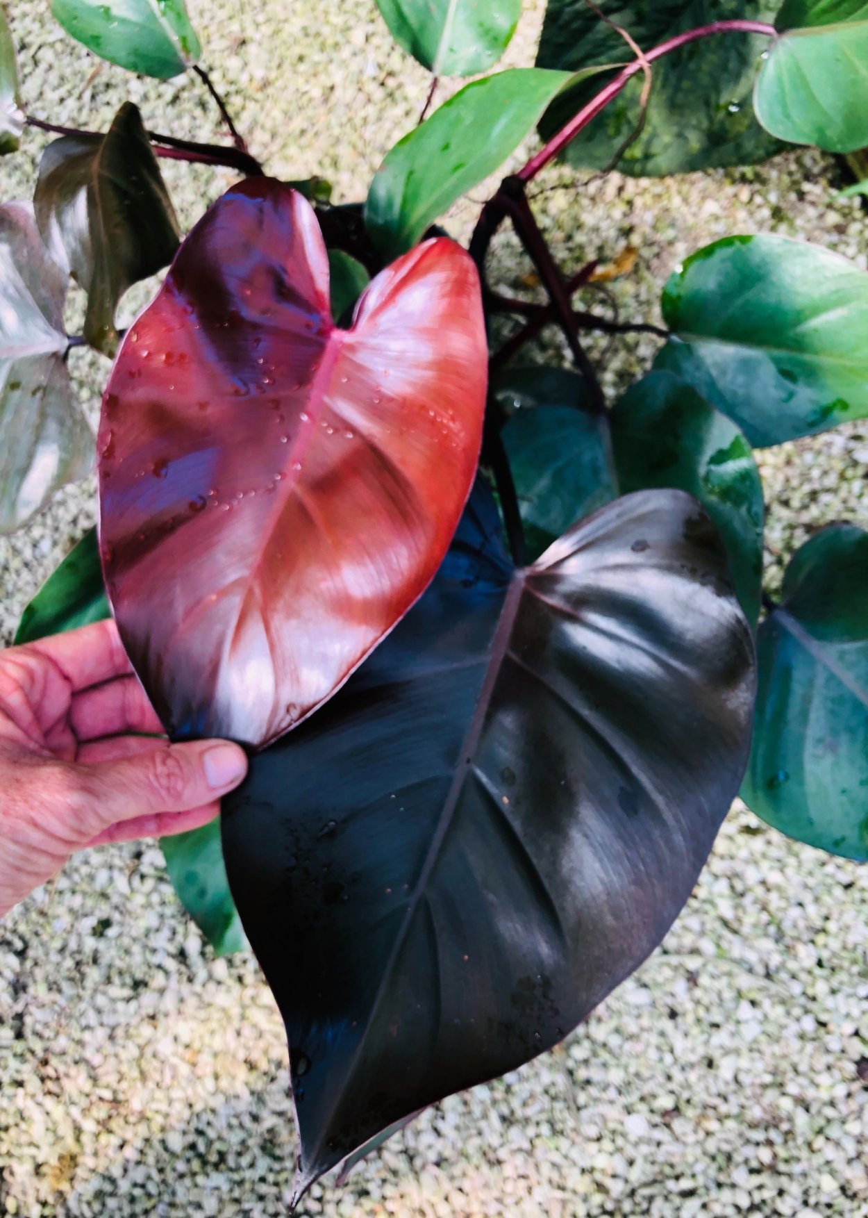 Филодендрон мандианум