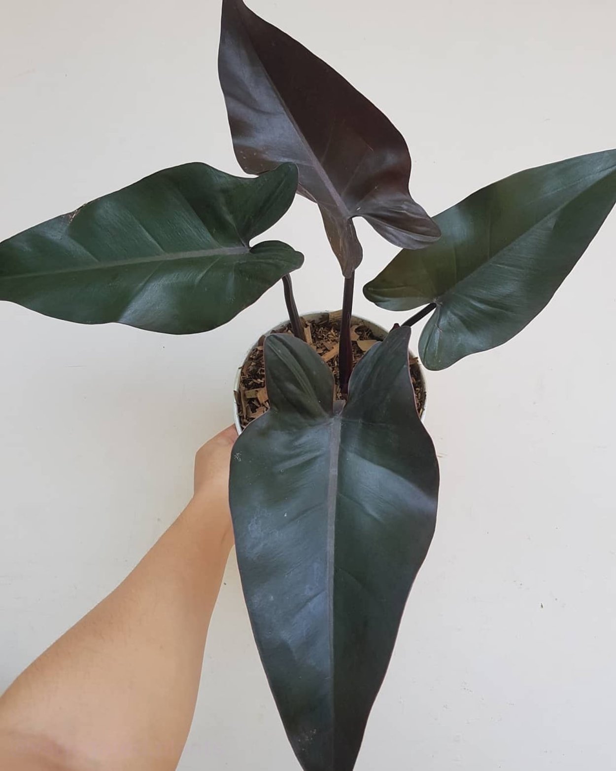 Филодендрон erubescens Grey