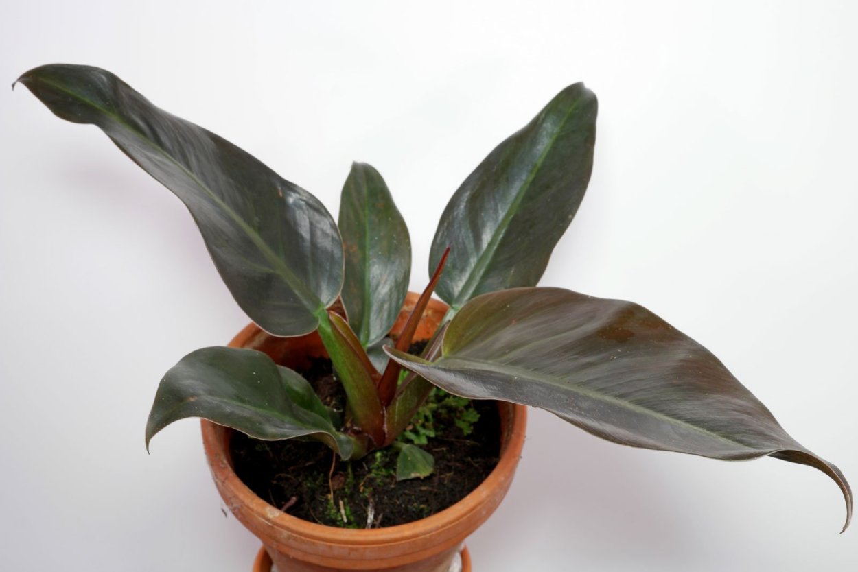 Филодендрон Мелани