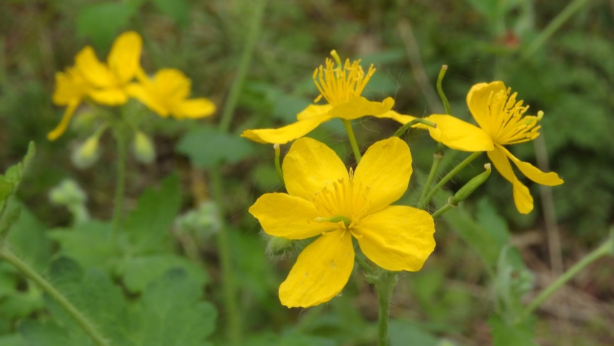 Чистотел болотный