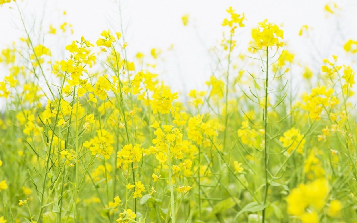 Зерт желтый полевой