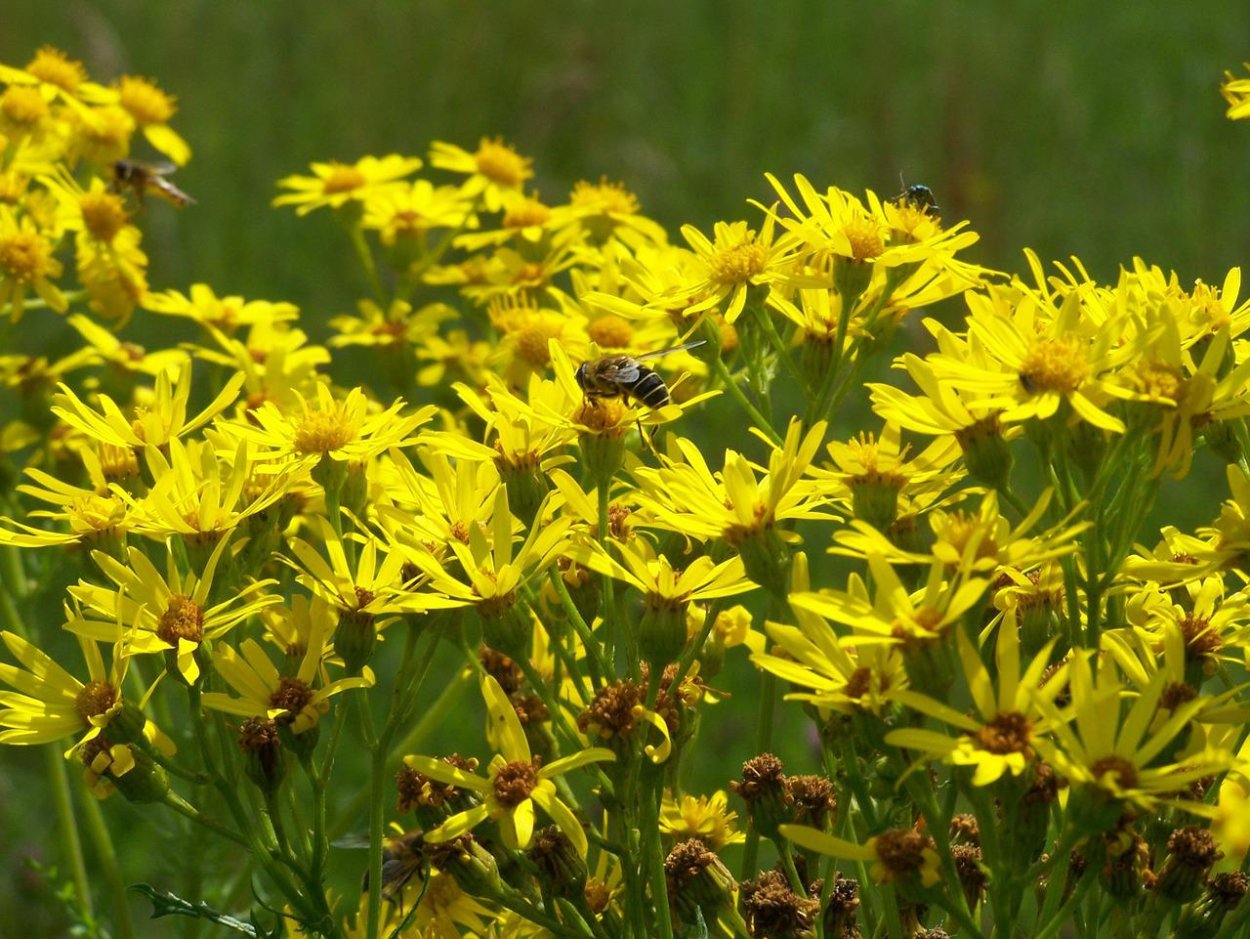 Многолистник Луговой