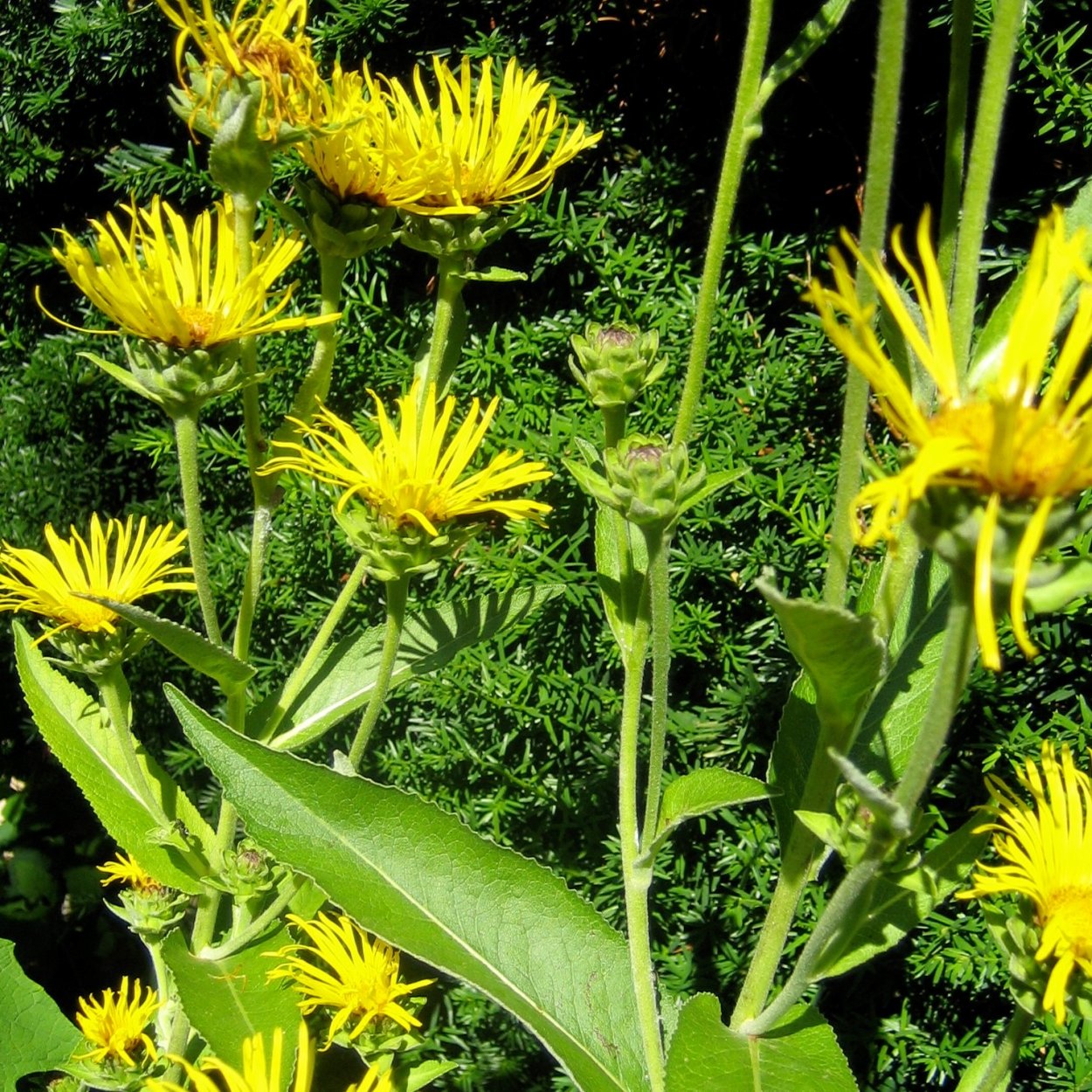 Девясил жестковолосистый