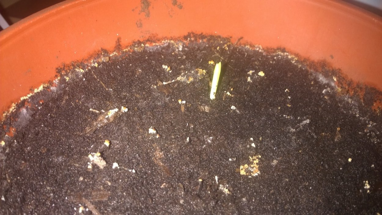 Росток финика из косточки