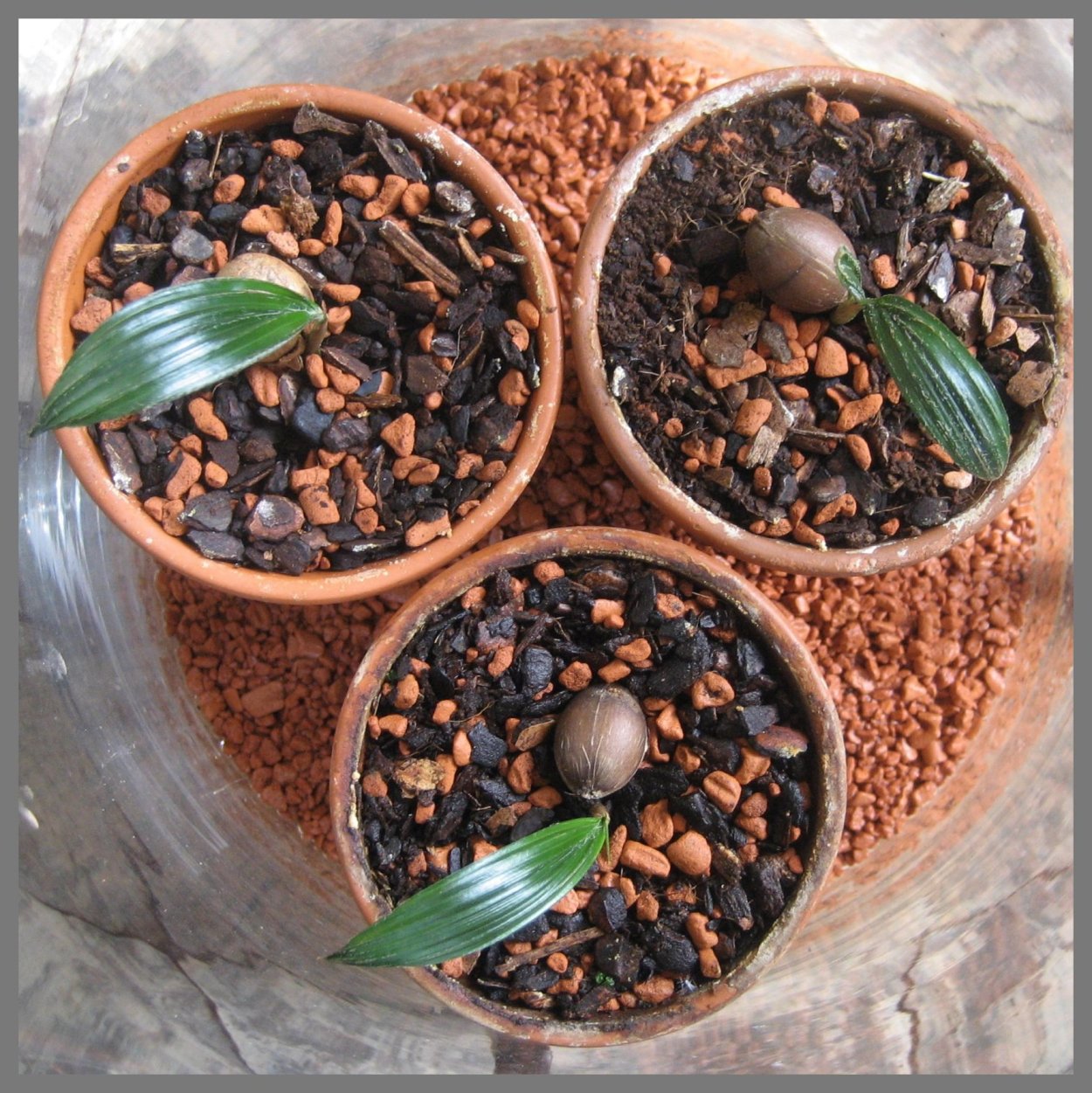 Пророщенная финиковая косточка