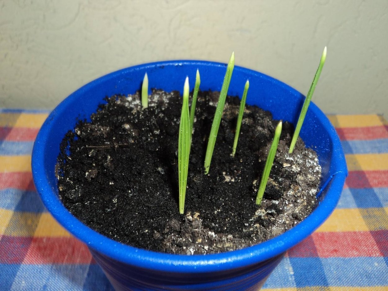 Финиковая Пальма Росток