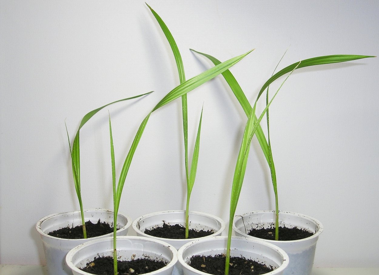 Пальма Вашингтония сеянец