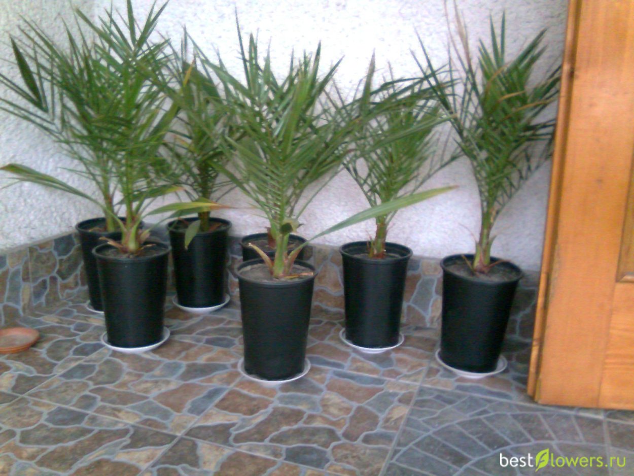 Вашингтония нитчатая Росток