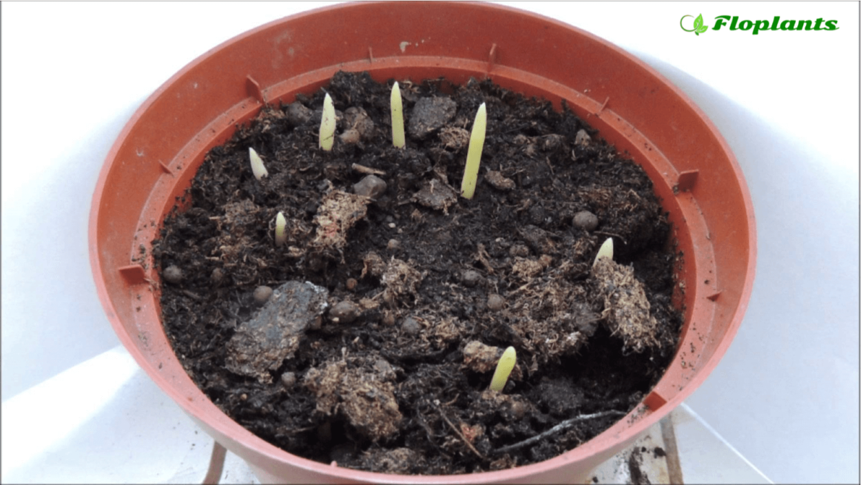 Финик на косточке Росток