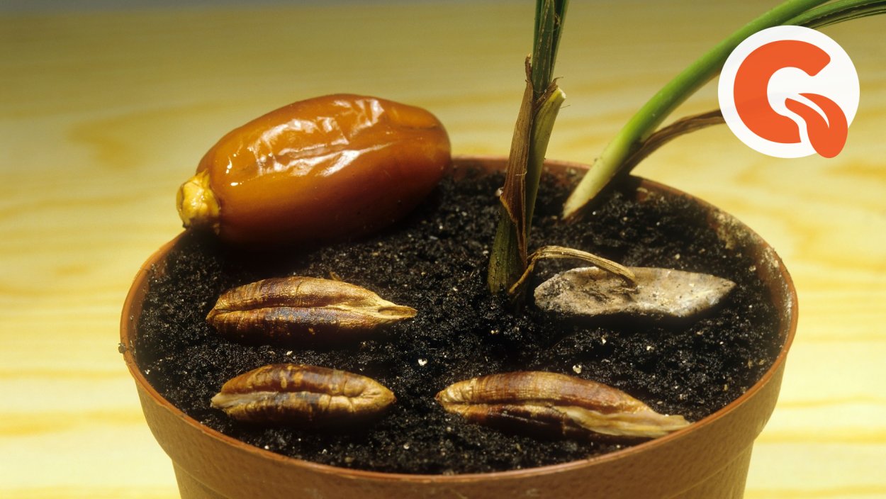 Финиковая Пальма из косточки