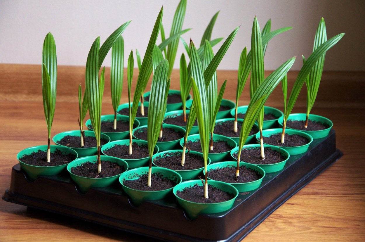 Хамеропс всходы