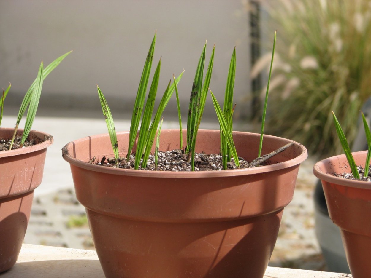 Канарская финиковая Пальма Росток