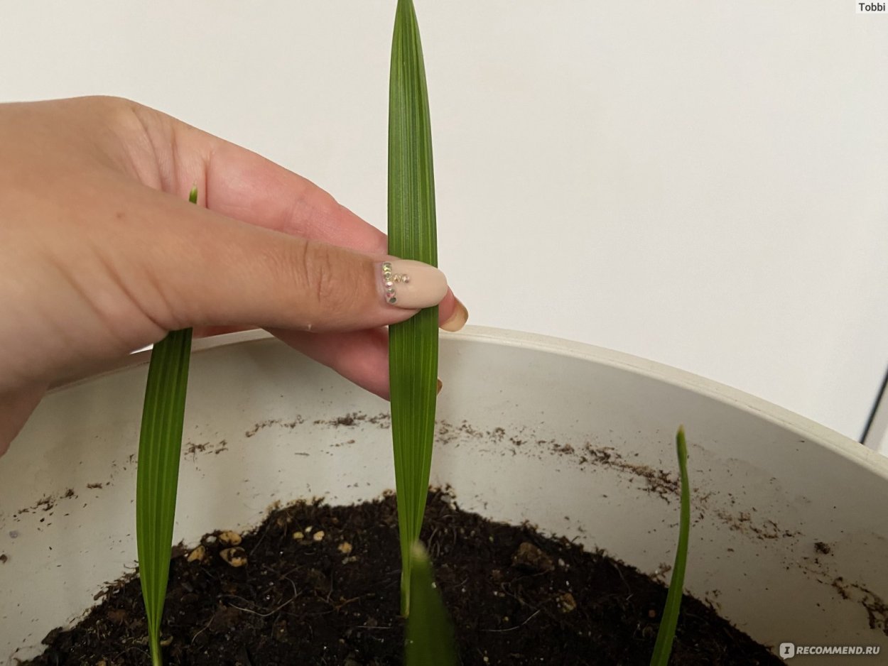 Время всхожести семян финиковой пальмы