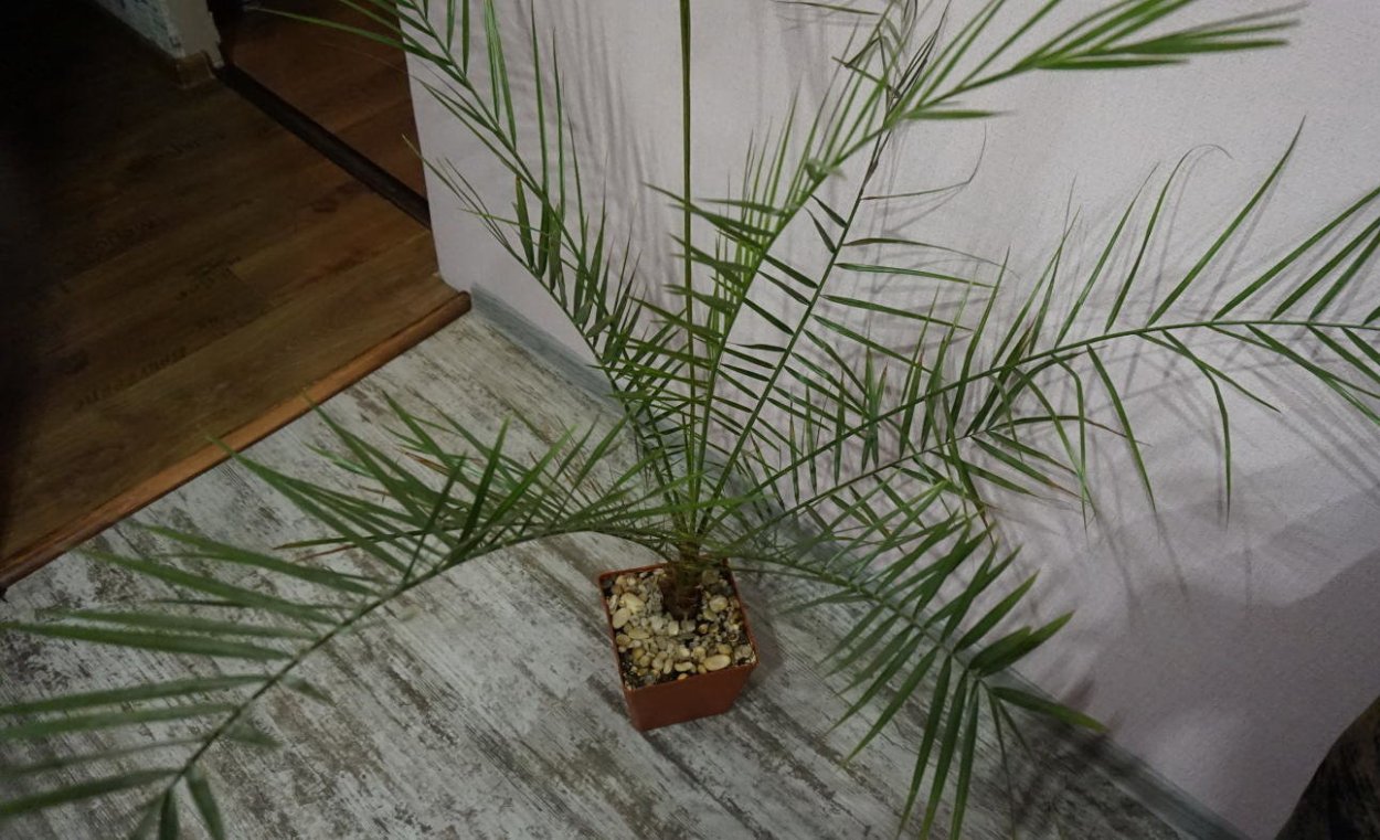 Финиковая Пальма 2 года