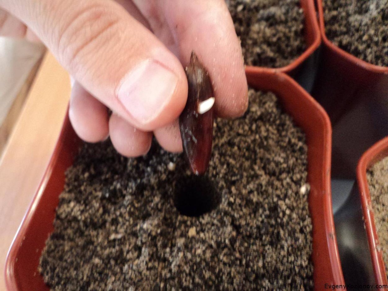 Вашингтония Пальма Росток