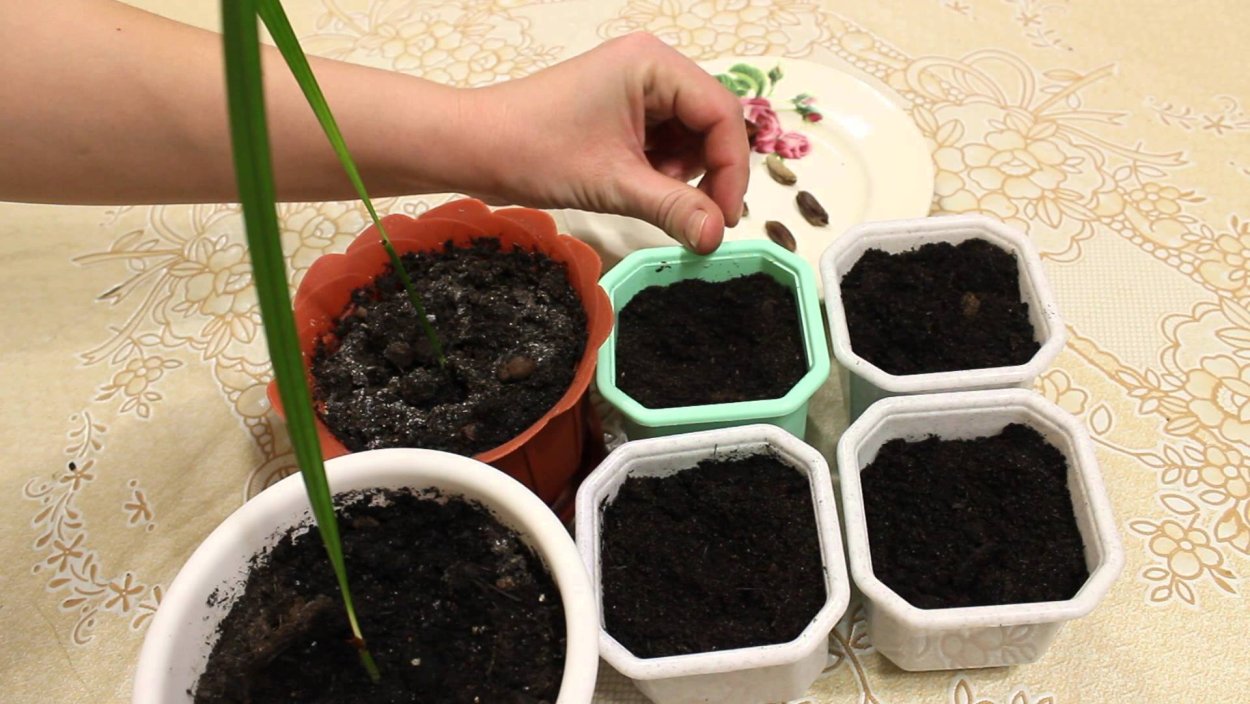 Пальма выращенная из семян для посадки на даче