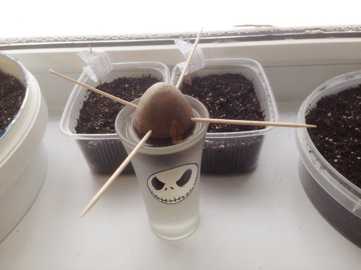 Саженец финика