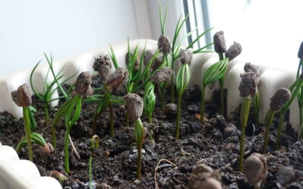 Унаби Росток