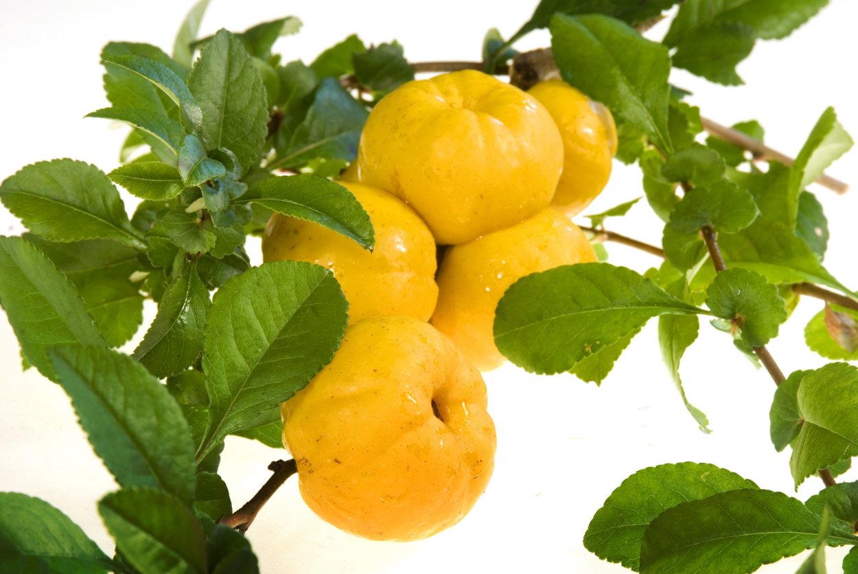 Лимонная айва