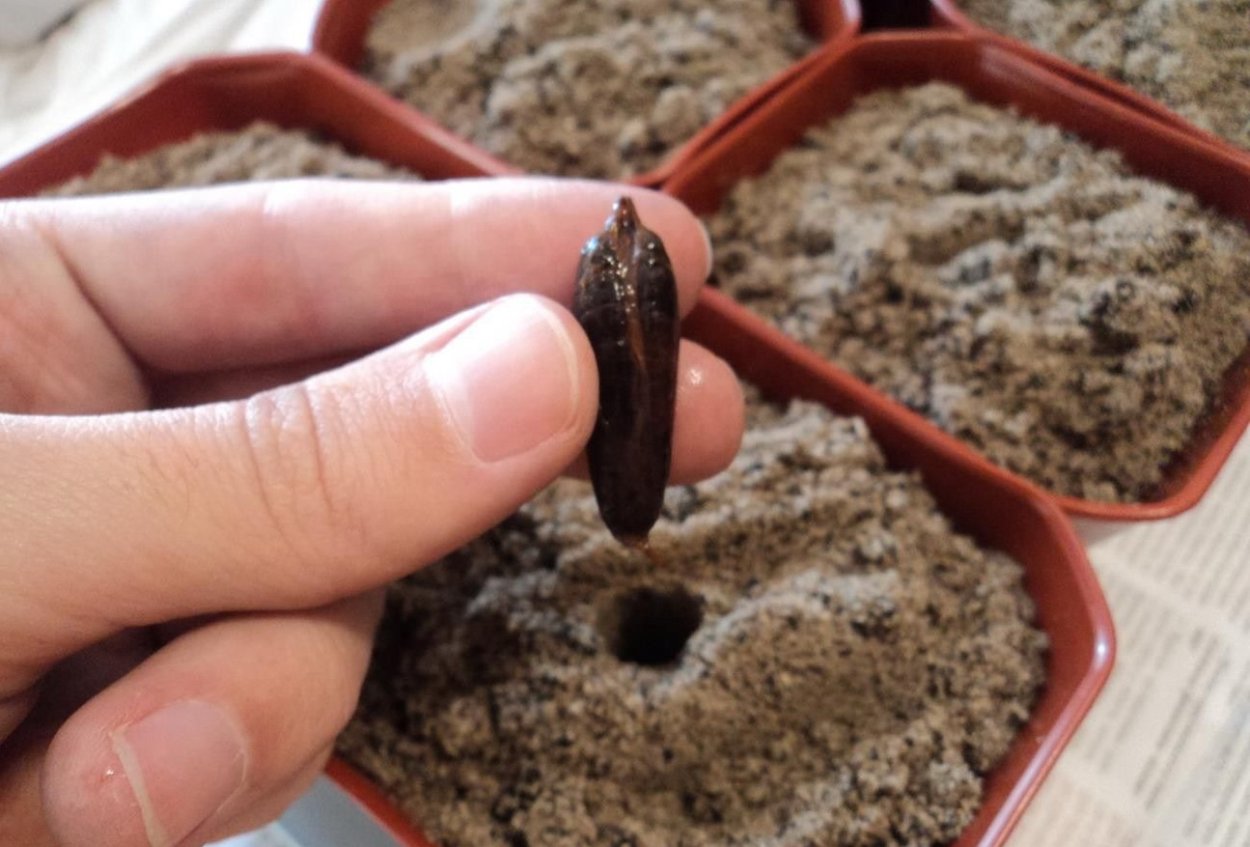 Семена финиковой пальмы