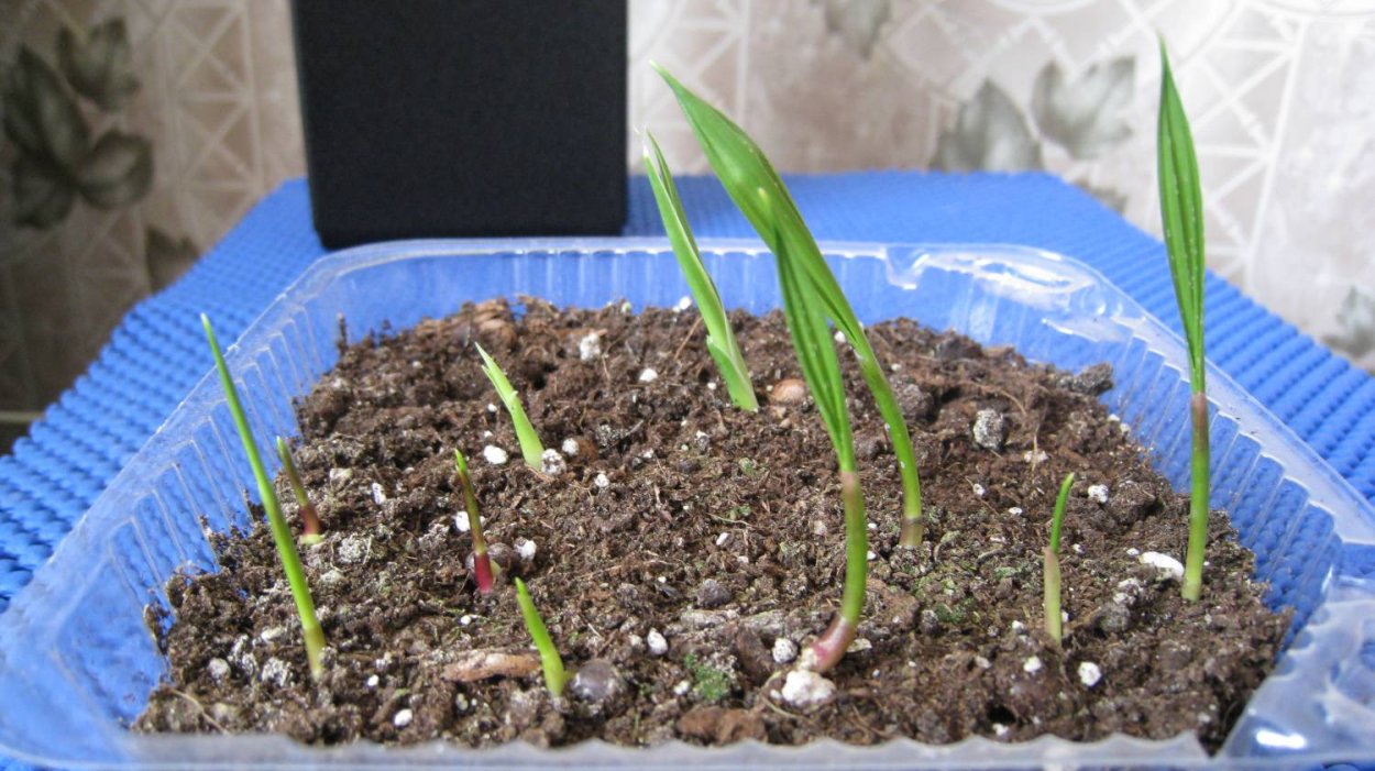 Семена Пальма Вашингтония