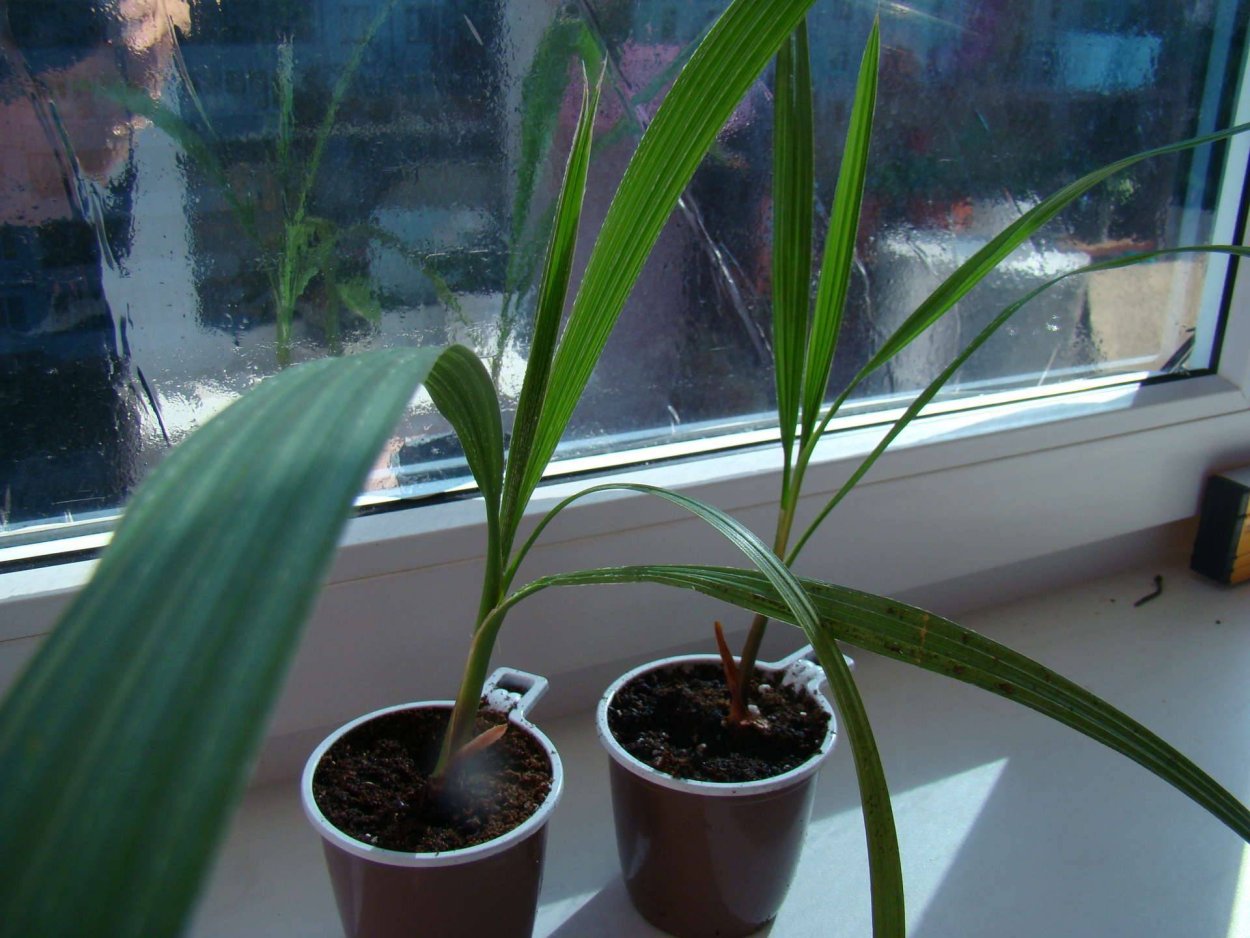 Прорастить косточку финика