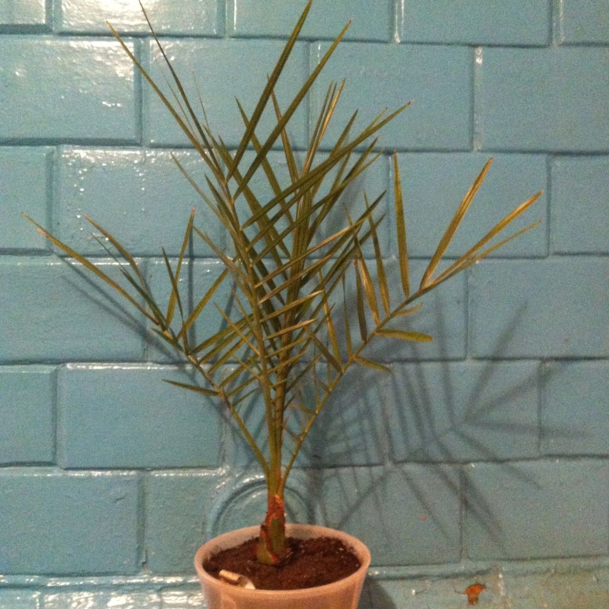 Финиковая Пальма высота