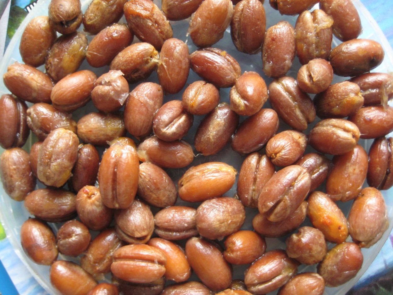 Пророщенная финиковая Пальма