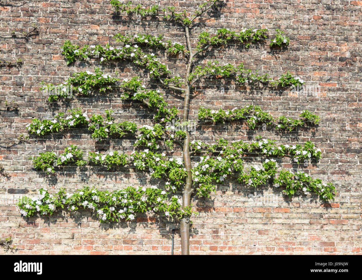 Шпалерные яблони